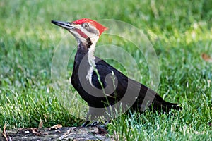 A pileated woodpecker