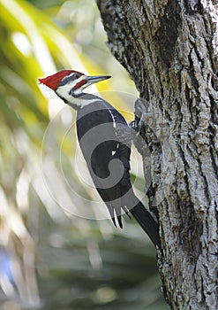 Pileated Woodpecker photo