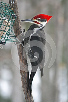 Pileated Woodpecker. Bird. photo