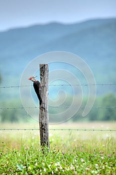 Pileated Woodpecker