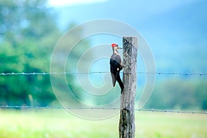 Pileated Woodpecker