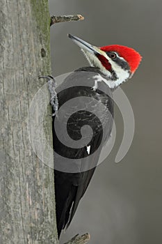 Pileated Woodpecker