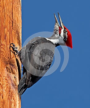 Pileated Woodpecker