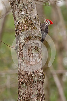 Pileated Woodpecker