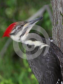 Pileated Woodpecker