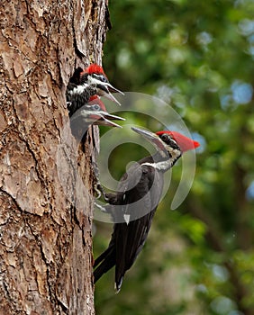 Pileated Woodpecker adult brings food to Chicks in Nest