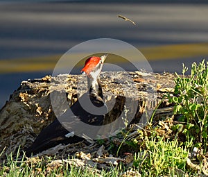 Pileated woodpecker from behind