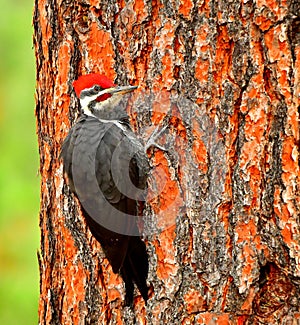 Pileated Woodpecker, Bitterroot Mountains, Montana.