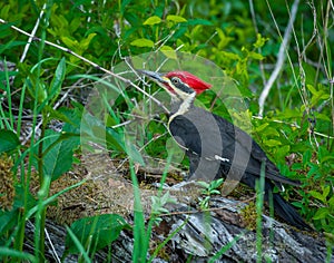 Great Smoky Mountain National Park Pileated Woodpecker in Cade's Cove
