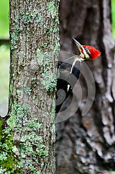 Pileated Woodpecker in Cades Cove GSMNP photo