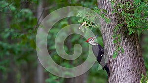 Pileated Woodpecker in a Cedar Tree