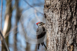 The pileated woodpecker in the city park