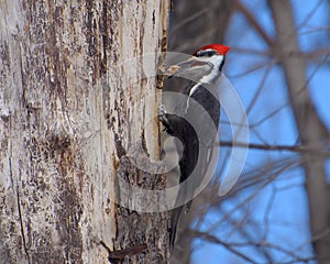 Pileated Woodpecker clearing wood