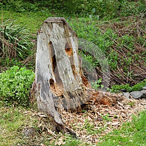 Pileated Woodpecker digs for insects causing tree damage