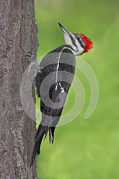 Pileated Woodpecker (Dryocopus pileatus) photo
