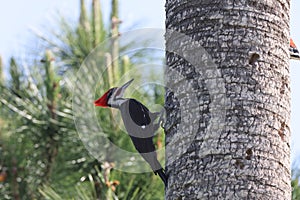 Pileated Woodpecker (Dryocopus pileatus) at the Circle B Bar Reserve Florida USA