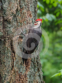 The pileated woodpecker Dryocopus pileatus is pecking at the