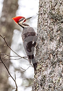 Pileated woodpecker in Eastern Tennessee