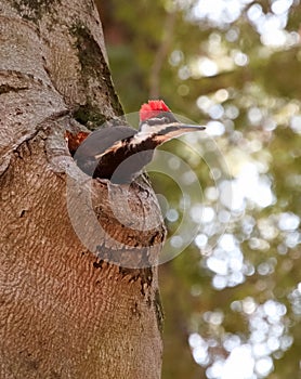 Pileated Woodpecker Emerging From Cavity in Tree