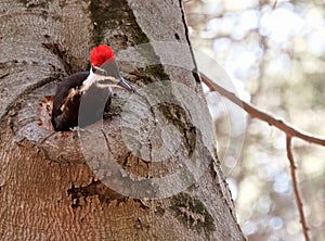 Pileated Woodpecker Emerging From Hole in Tree