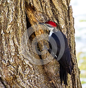 Pileated Woodpecker Enlarging a hole