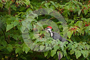 Pileated Woodpecker photo