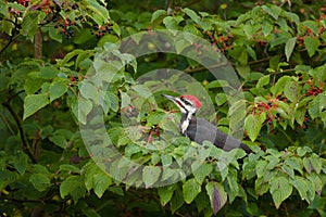 Pileated Woodpecker photo