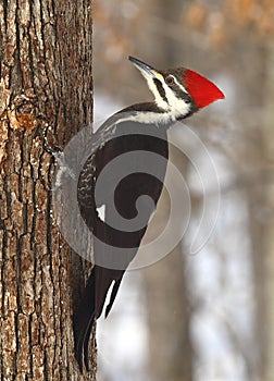 Pájaro carpintero 