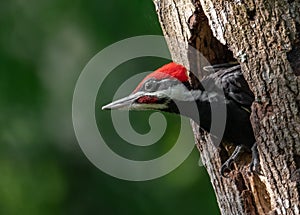 Pileated Woodpecker in Florida