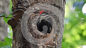 Pileated Woodpecker in Florida