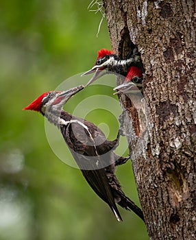 Pileated Woodpecker in Florida photo