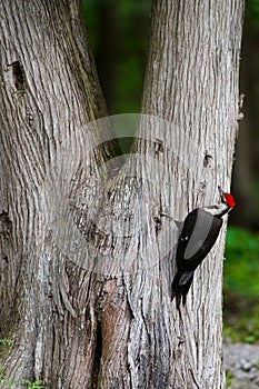Pileated Woodpecker foraging in forest
