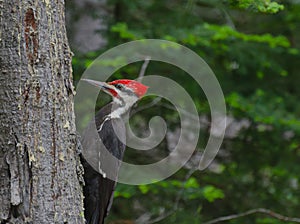 Pileated Woodpecker in forest