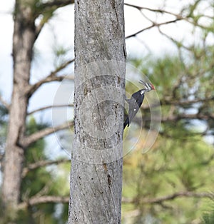 Pileated Woodpecker gorging himself on a dead tree.