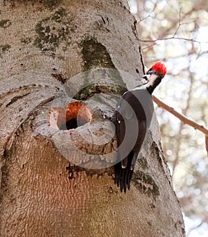 Pileated Woodpecker at Hole in Tree