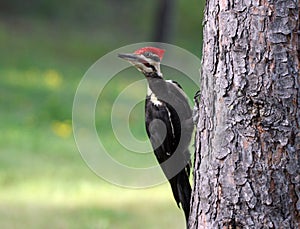 Pileated woodpecker on Lake of the Woods near Kenora, Ontario