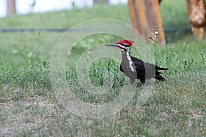 Pileated woodpecker on Lake of the Woods near Kenora, Ontario