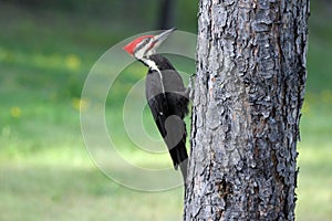 Pileated woodpecker on Lake of the Woods near Kenora, Ontario