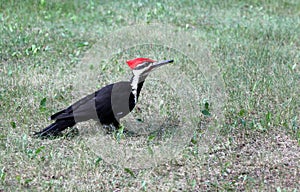 Pileated woodpecker on Lake of the Woods near Kenora, Ontario