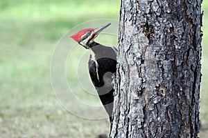 Pileated woodpecker on Lake of the Woods near Kenora, Ontario