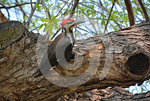 Pileated woodpecker is a large, mostly black woodpecker native to North America.