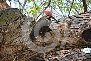 Pileated woodpecker is a large, mostly black woodpecker native to North America.