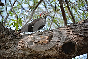 Pileated woodpecker is a large, mostly black woodpecker native to North America.