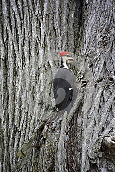 Pileated woodpecker is a large, mostly black woodpecker native to North America.