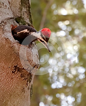 Pileated Woodpecker Looking Down From Cavity in Tree