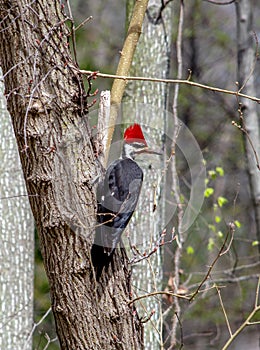 Pileated woodpecker looks for danger