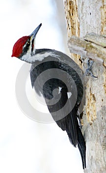 Pileated Woodpecker