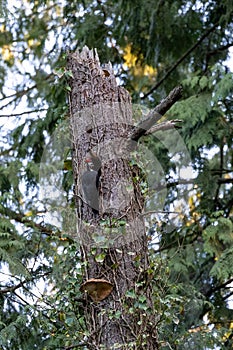 Pileated woodpecker nest