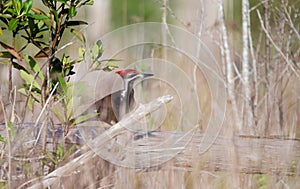 Pileated Woodpecker, Okefenokee Swamp National Wildlife Refuge