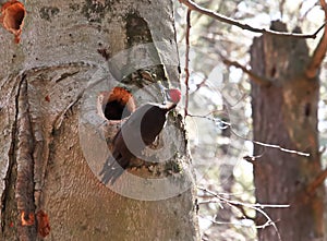 Pileated Woodpecker Pausing Beside Cavity in Tree